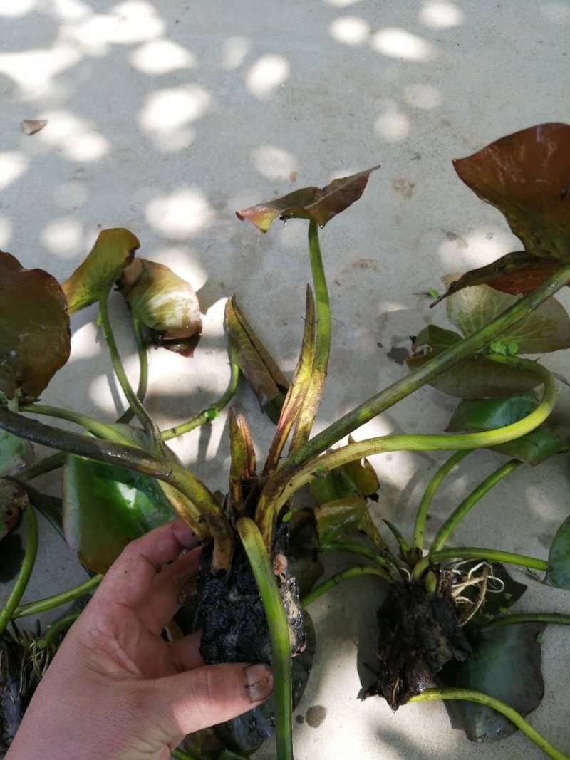 大根块睡莲多色睡莲鱼缸池塘水池水培植物水生花卉
