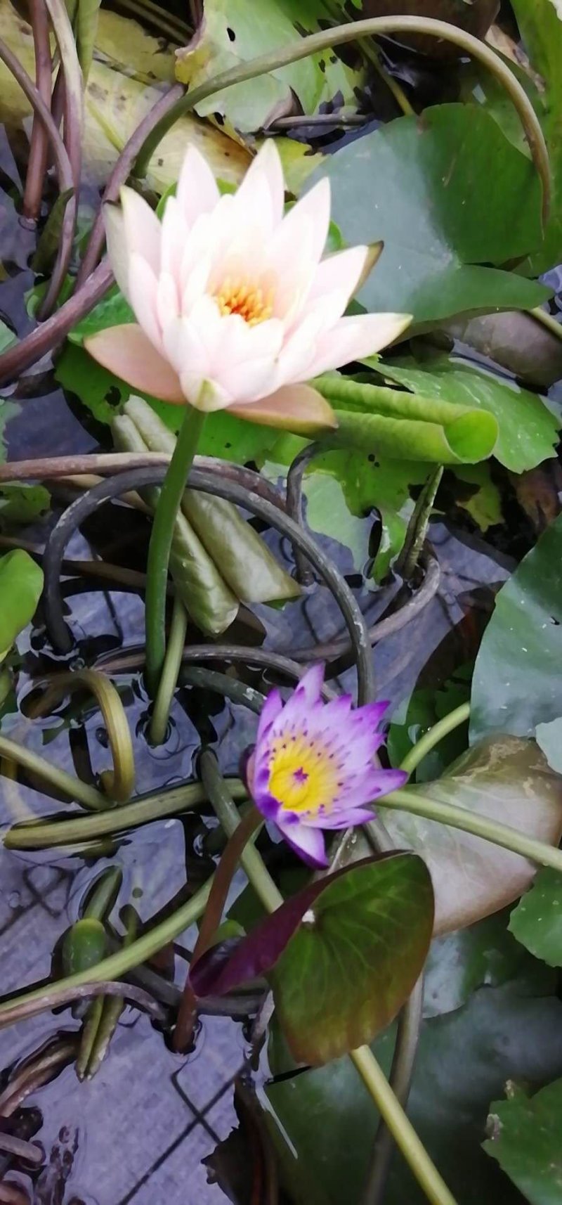 大根块睡莲多色睡莲鱼缸池塘水池水培植物水生花卉