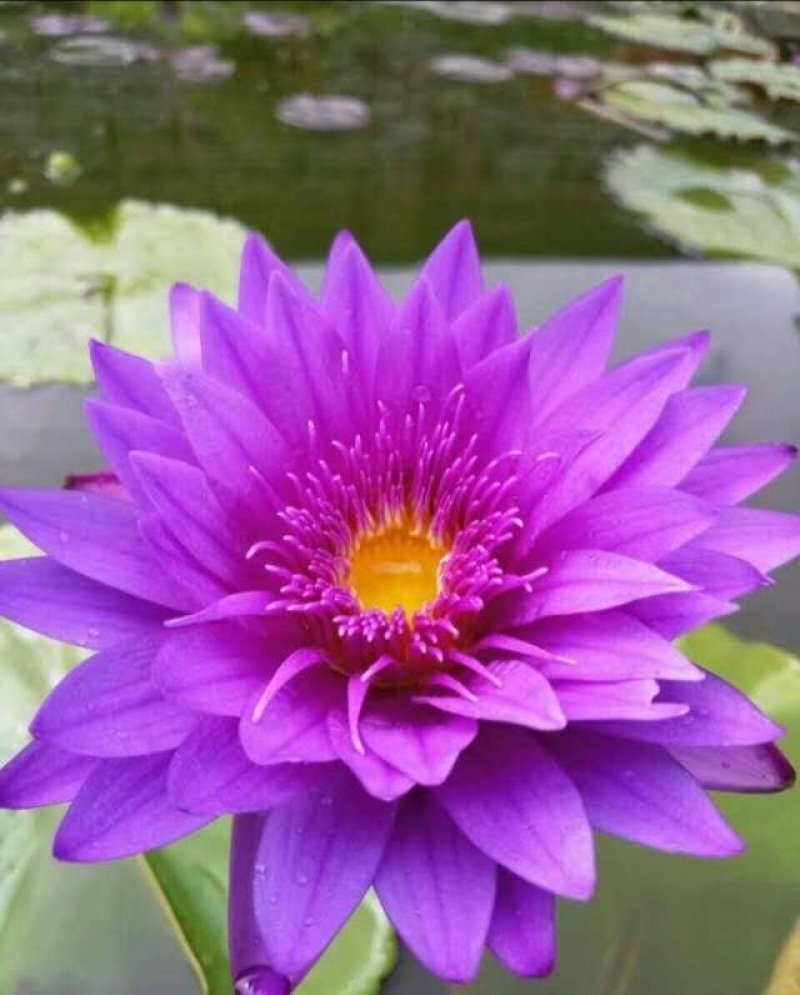 大根块睡莲多色睡莲鱼缸池塘水池水培植物水生花卉