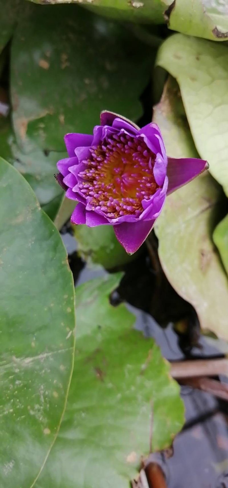 大根块睡莲多色睡莲鱼缸池塘水池水培植物水生花卉