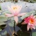 大根块睡莲多色睡莲鱼缸池塘水池水培植物水生花卉