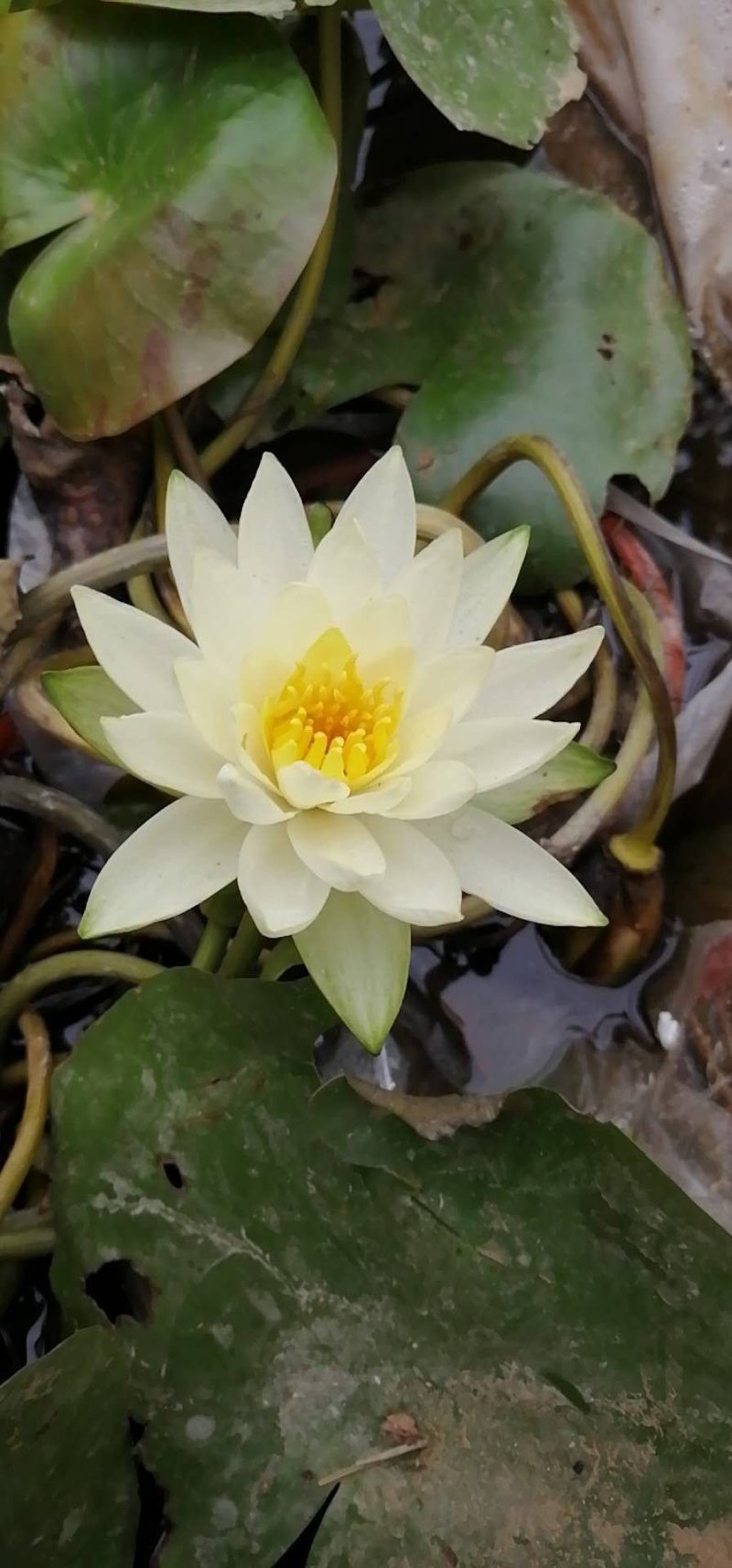 大根块睡莲多色睡莲鱼缸池塘水池水培植物水生花卉