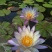 大根块睡莲多色睡莲鱼缸池塘水池水培植物水生花卉