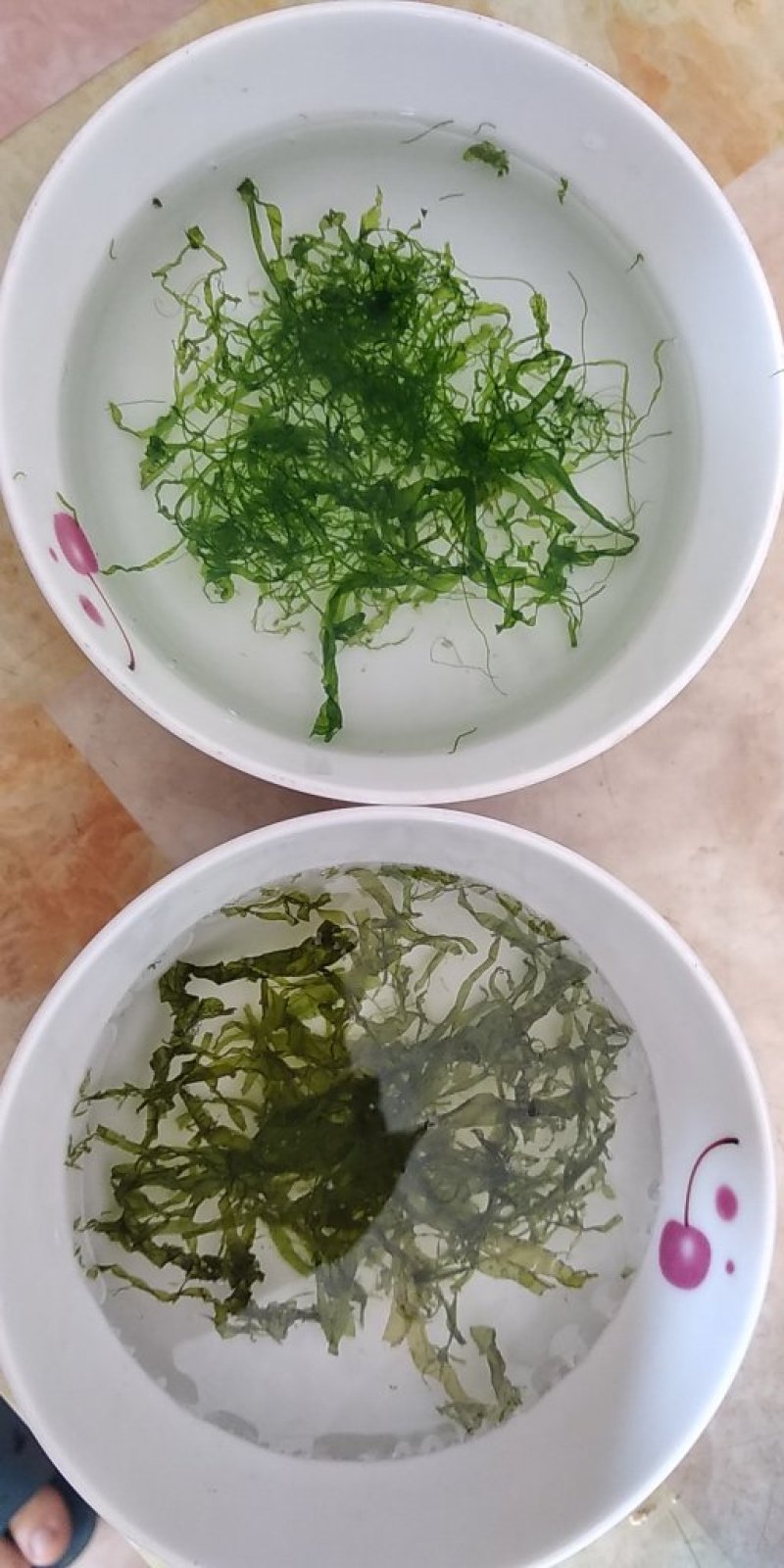 供应浒苔海藻（巨鲸水产出品）