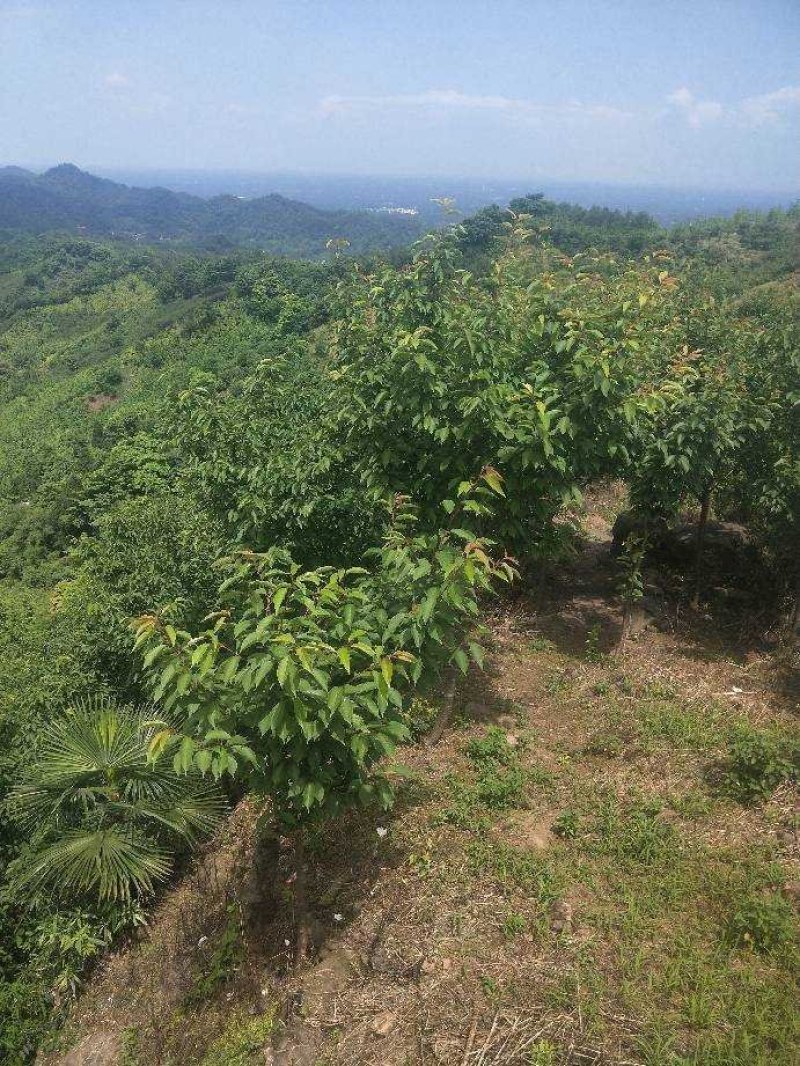晚樱3-12公分苗圃基地大量供应规格齐全
