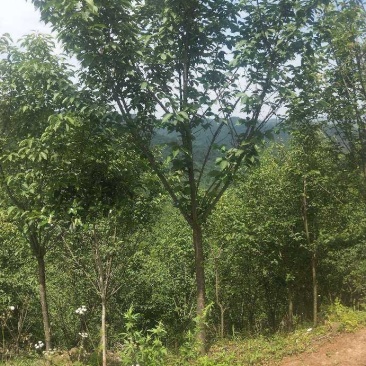 晚樱3-12公分苗圃基地大量供应规格齐全