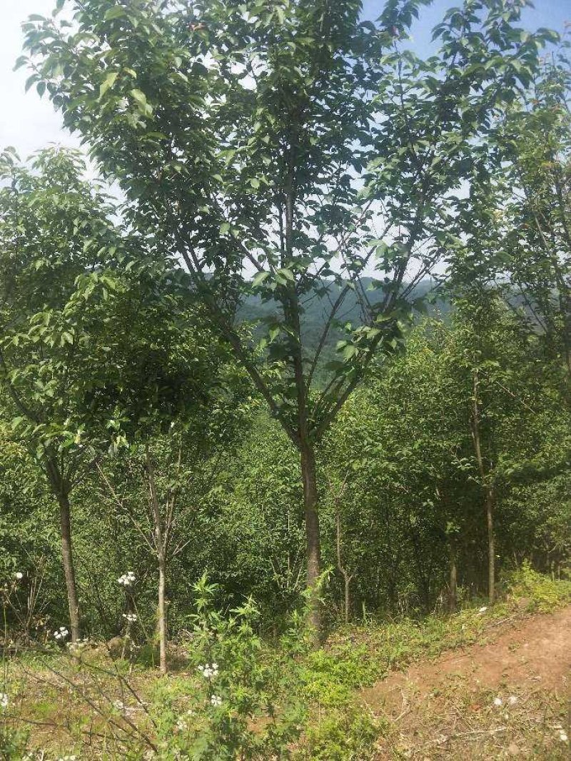 晚樱3-12公分苗圃基地大量供应规格齐全