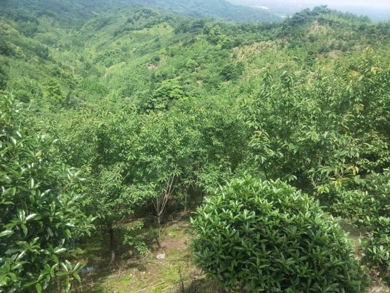 晚樱3-12公分苗圃基地大量供应规格齐全
