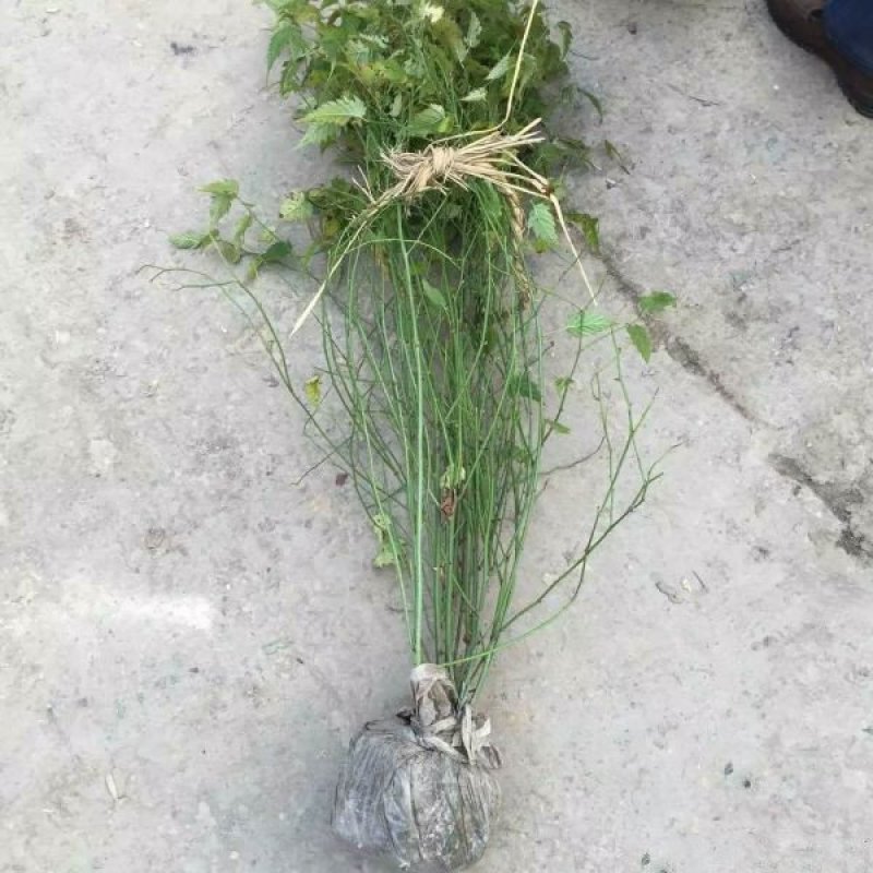 沭阳大型棣棠苗种植基地大量销售中，有需要的请联系我们