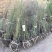 沭阳大型棣棠苗种植基地大量销售中，有需要的请联系我们