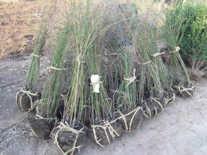沭阳大型棣棠苗种植基地大量销售中，有需要的请联系我们