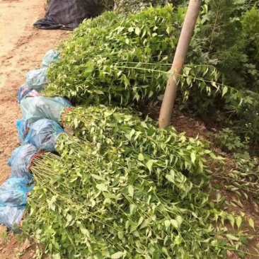 沭阳大型棣棠苗种植基地大量销售中，有需要的请联系我们