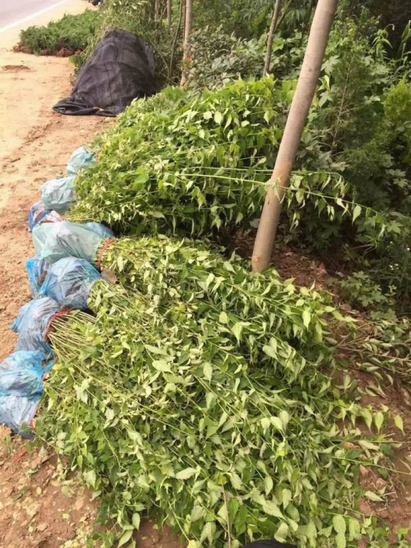 沭阳大型棣棠苗种植基地大量销售中，有需要的请联系我们
