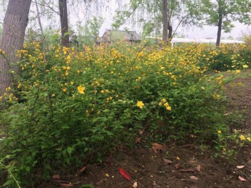 沭阳大型棣棠苗种植基地大量销售中，有需要的请联系我们