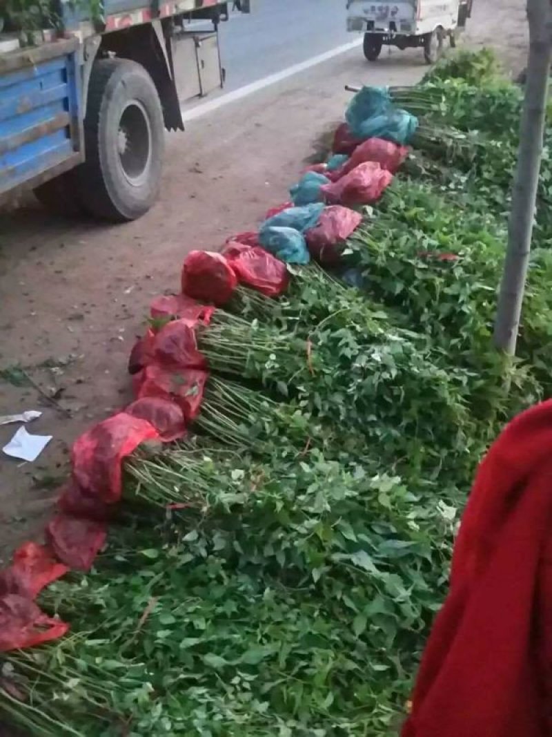 沭阳大型棣棠苗种植基地大量销售中，有需要的请联系我们