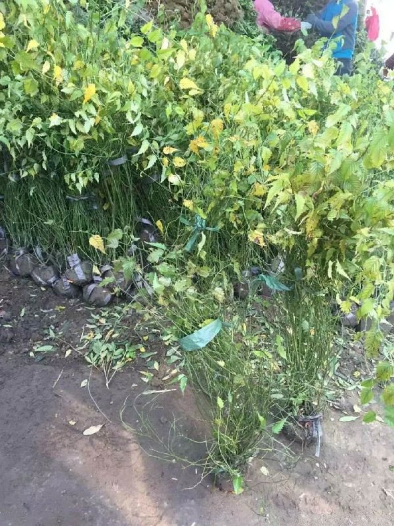 沭阳大型棣棠苗种植基地大量销售中，有需要的请联系我们