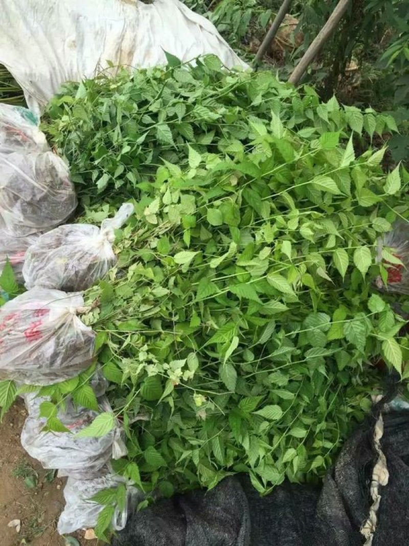 沭阳大型棣棠苗种植基地大量销售中，有需要的请联系我们
