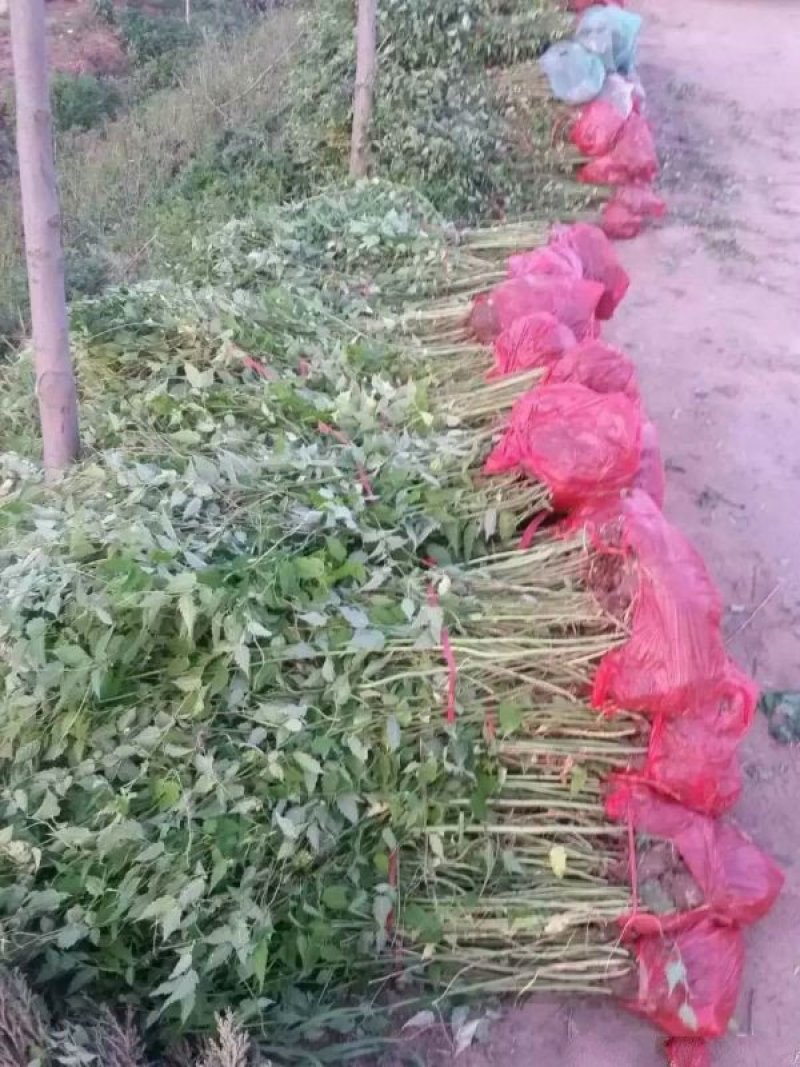 沭阳大型棣棠苗种植基地大量销售中，有需要的请联系我们