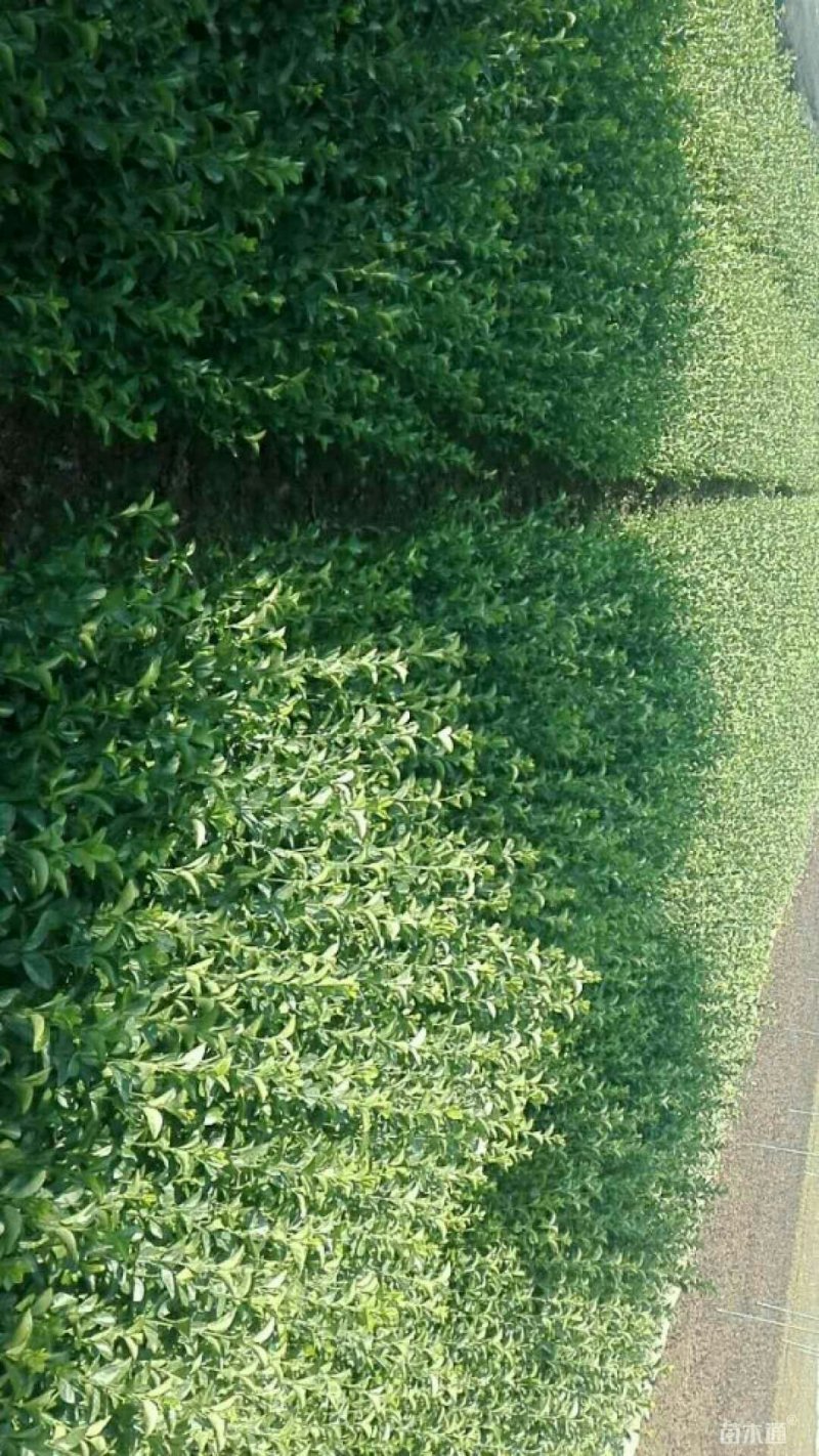 卫矛工程小苗40---60高度大量有货