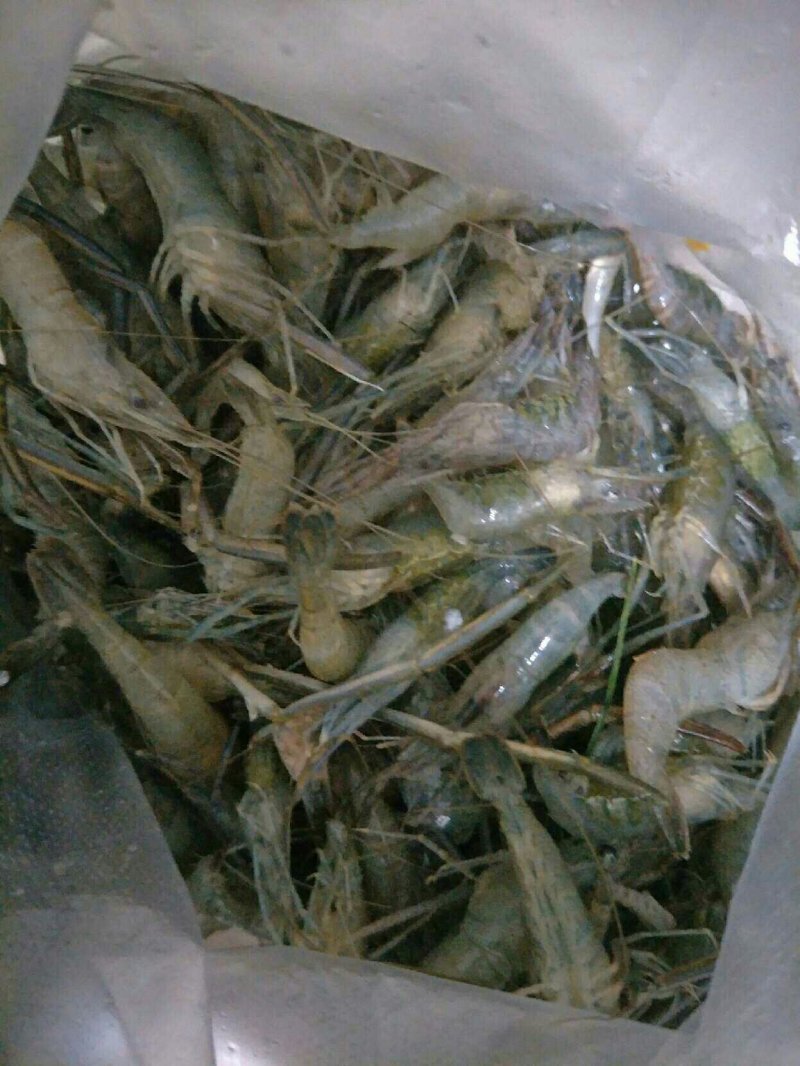 白条