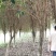 桂花树