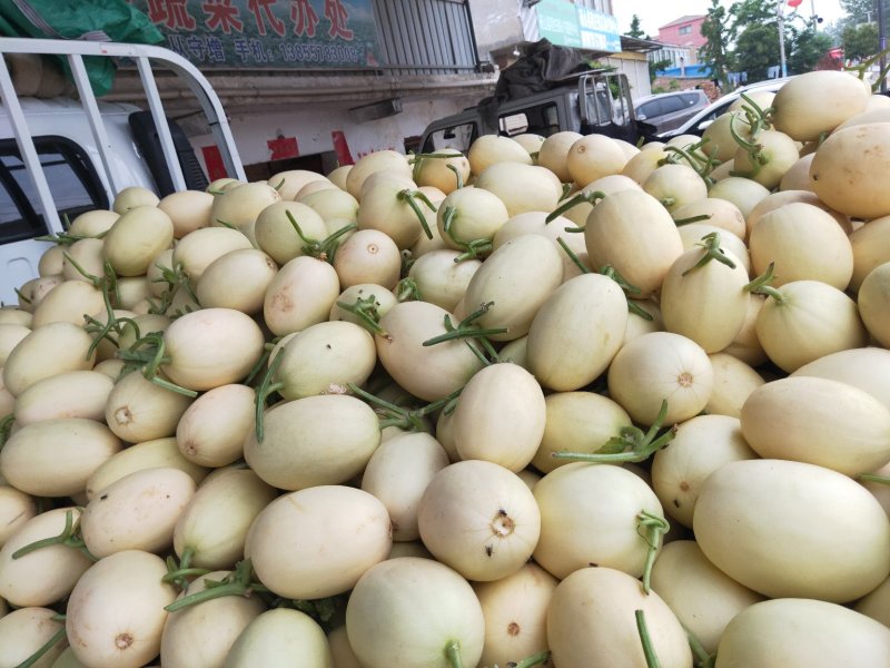 东方蜜1号翠梨小白瓜博洋9号小白瓜量大市场