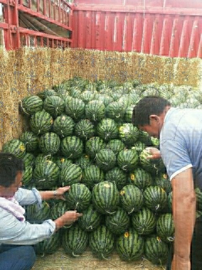 精品陕西大棚西瓜基地。甜王西瓜基地直发，大量现货