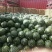 精品陕西大棚西瓜基地。甜王西瓜基地直发，大量现货