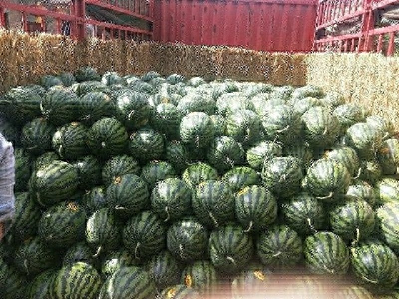 精品陕西大棚西瓜基地。甜王西瓜基地直发，大量现货
