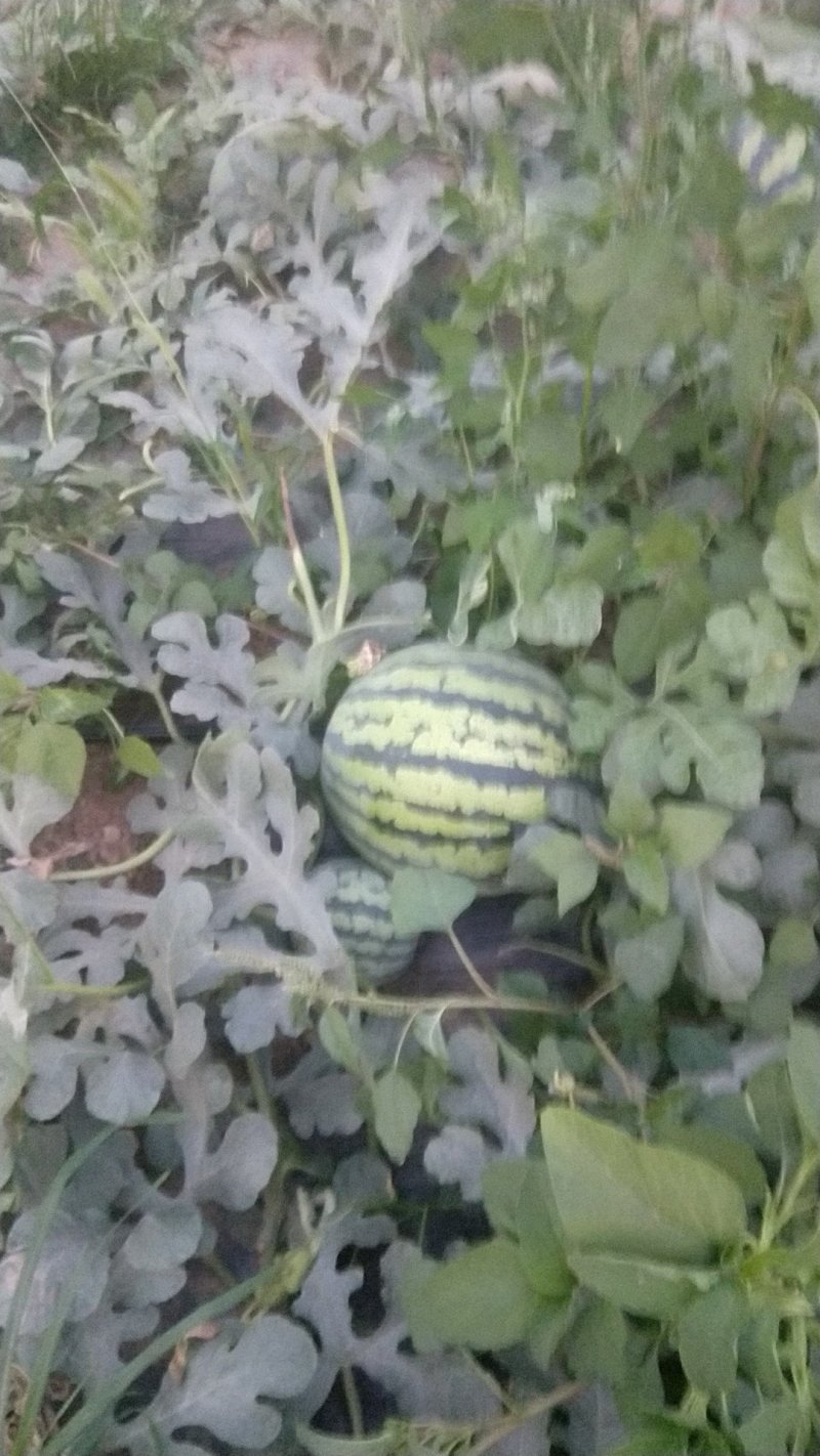 甜王
