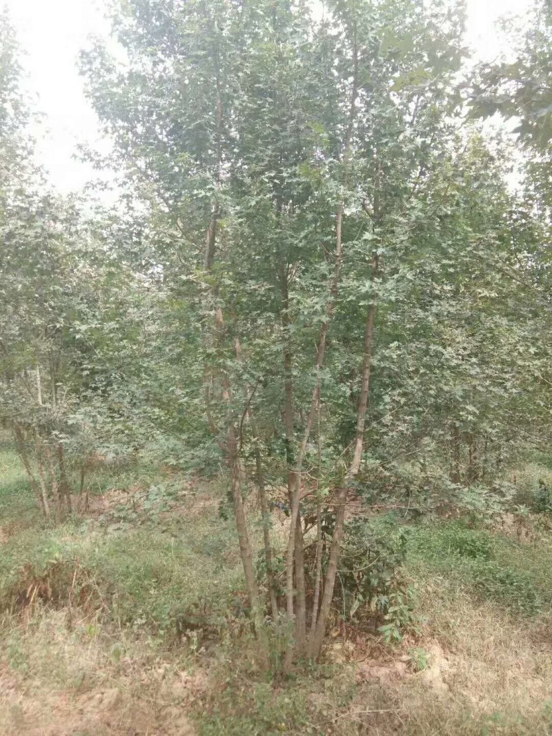 丛生五角枫