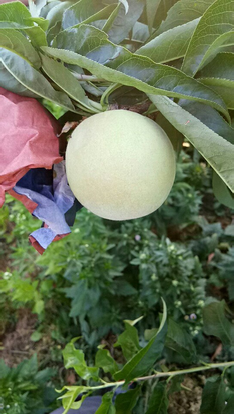 水蜜桃