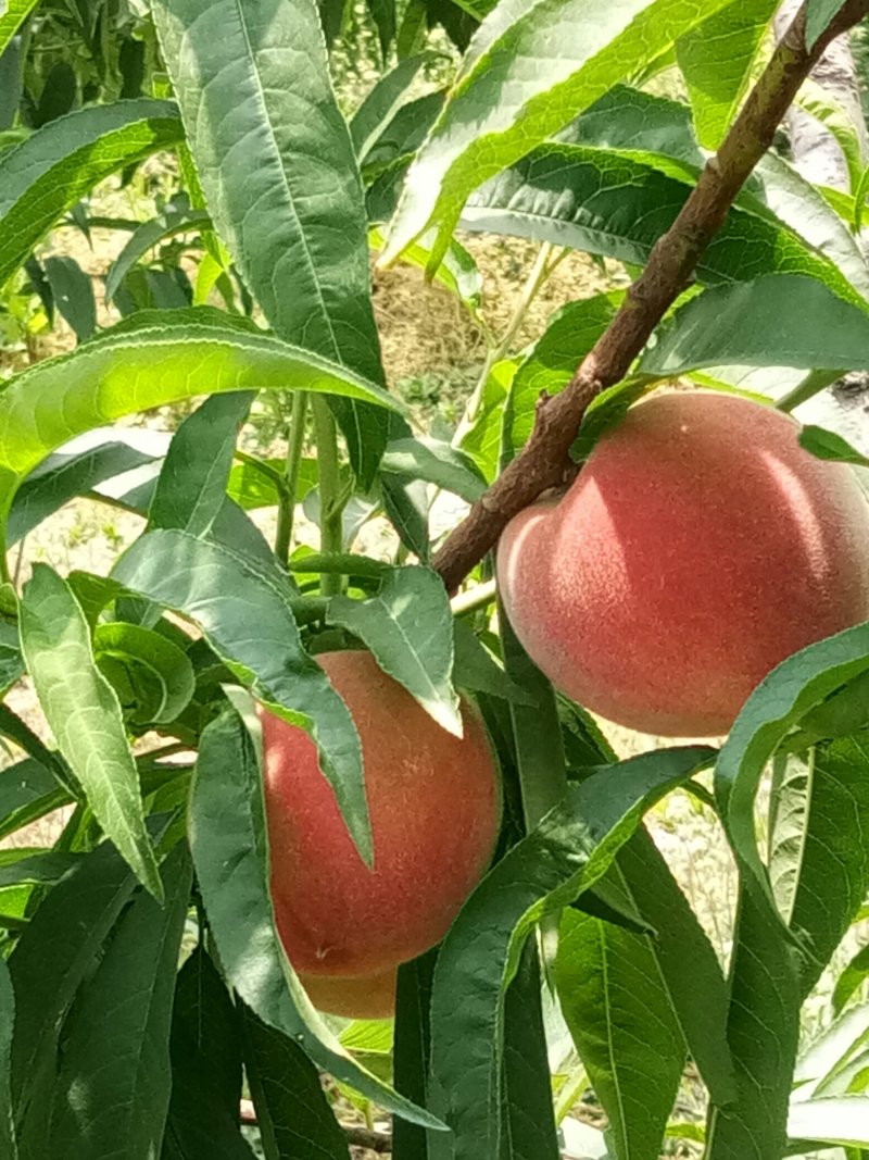 水蜜桃