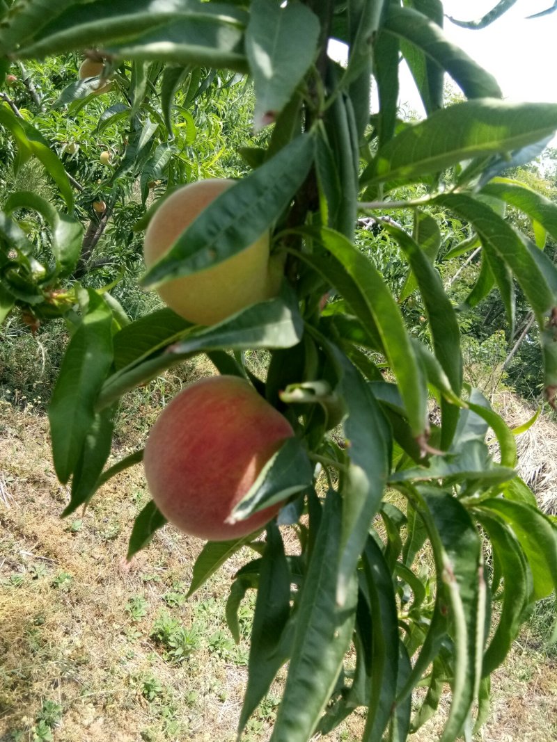 水蜜桃