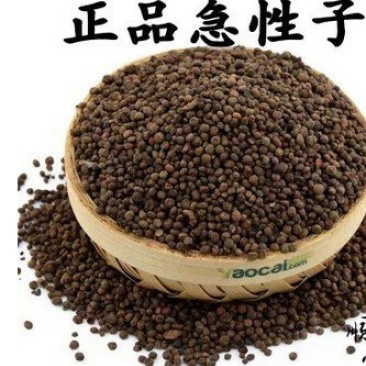 急性子供应上千种中药材籽子药大全