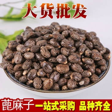 蓖麻子蓖麻仁供应上千种中药材