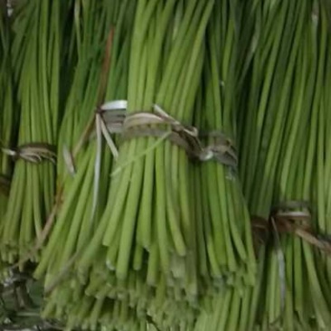 2019鲜蒜苔大量上市