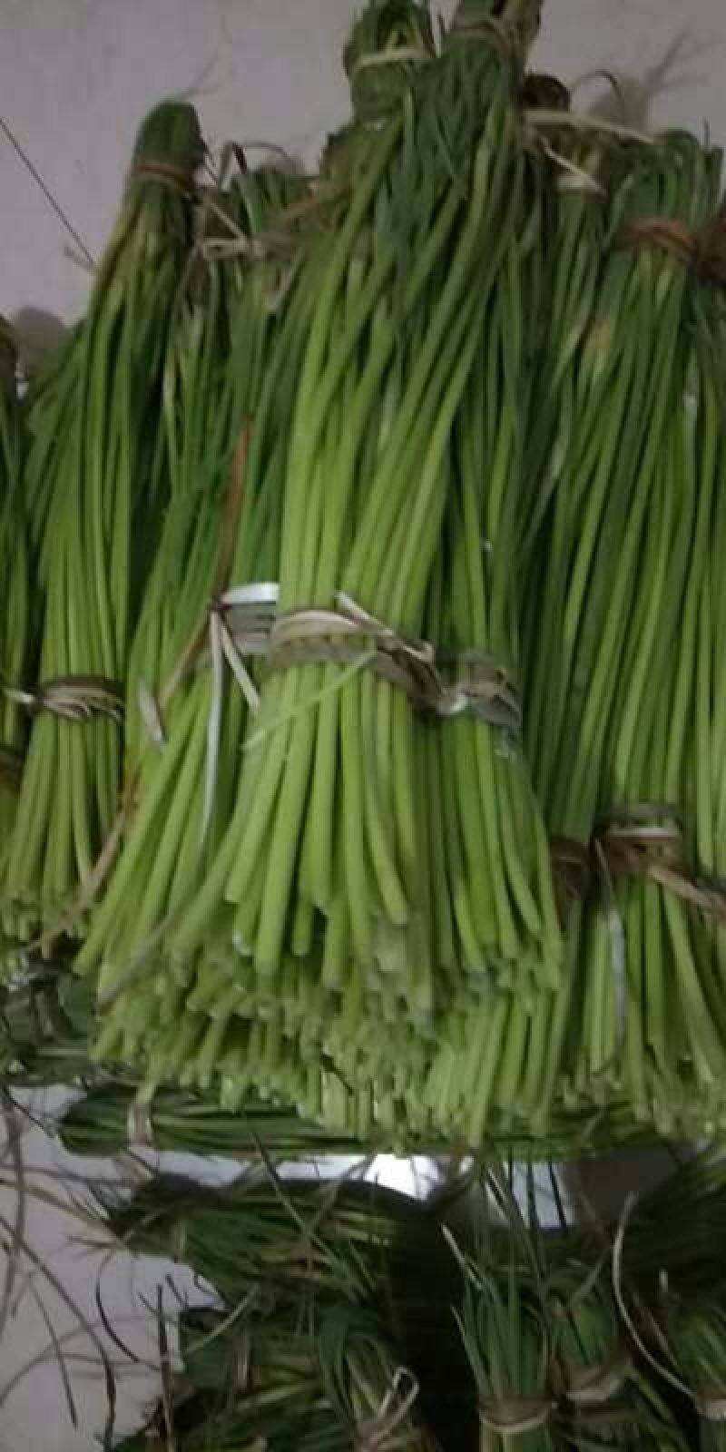 2019鲜蒜苔大量上市