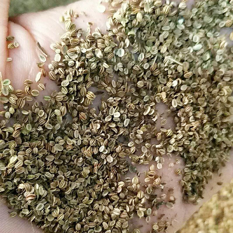 蛇床子供应上千种中药材籽子药大全