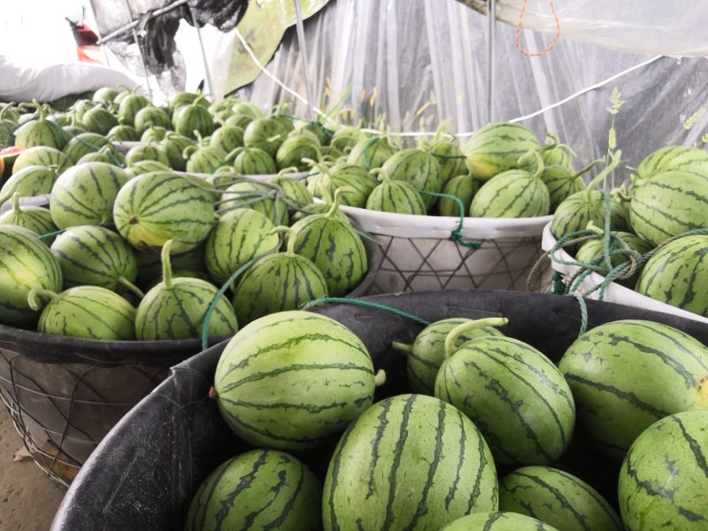 拿比特小西瓜正宗早春红玉质量拿比特正宗早春红玉