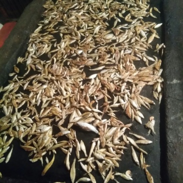 麦穗鱼