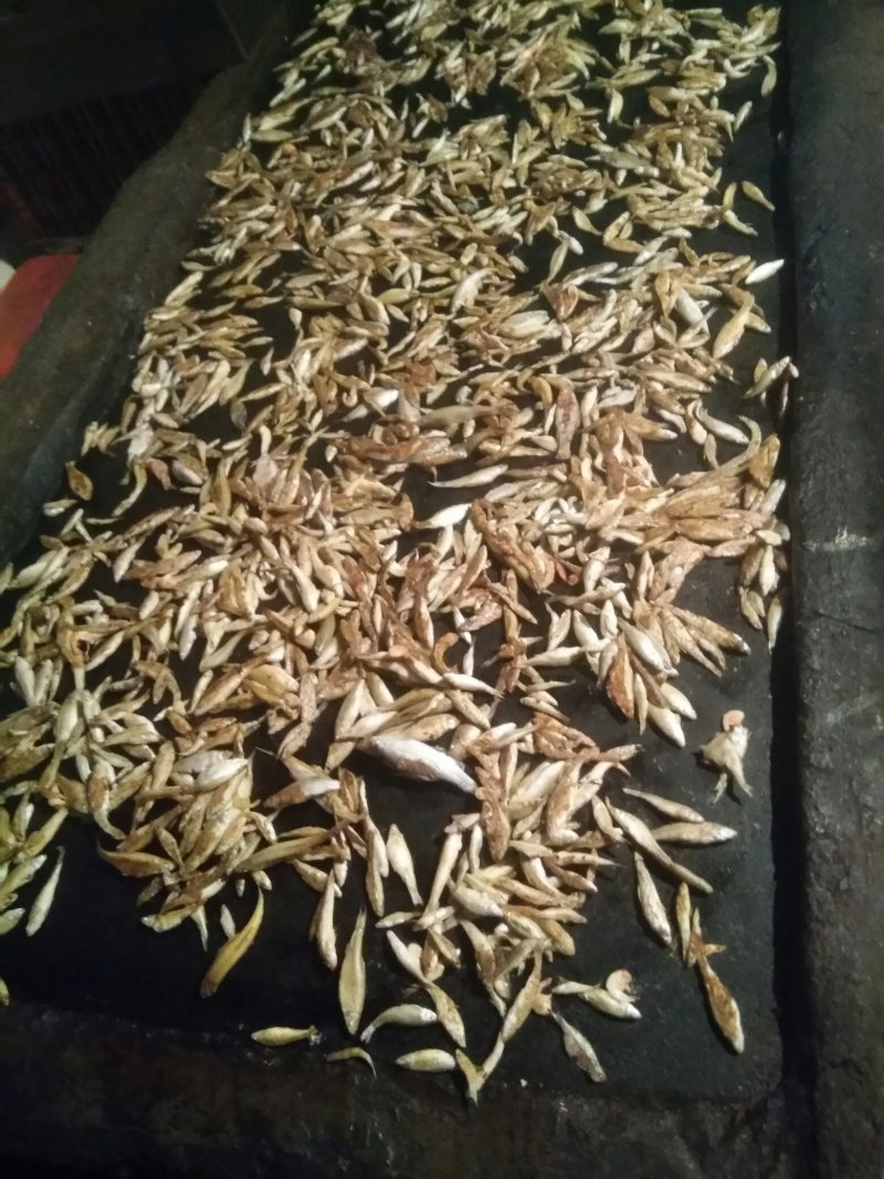 麦穗鱼