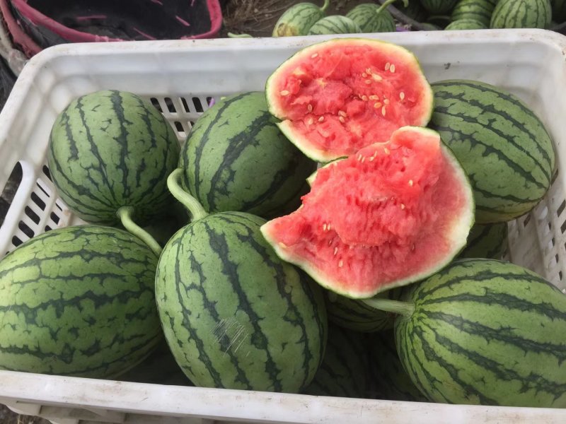 拿比特小西瓜正宗早春红玉质量拿比特正宗早春红玉