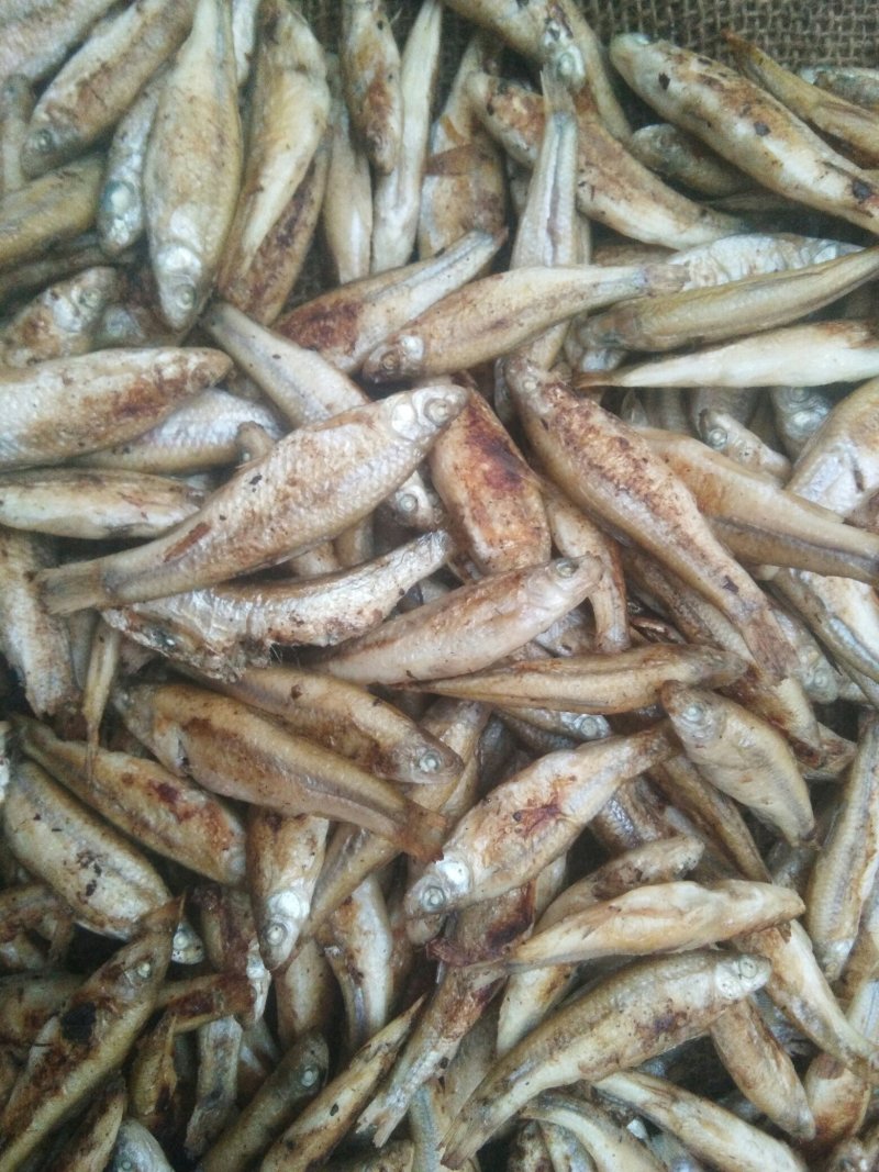 麦穗鱼