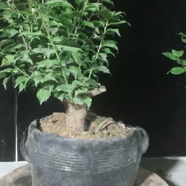 骨里红梅根茎4-5公分梅花