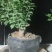 骨里红梅根茎4-5公分梅花
