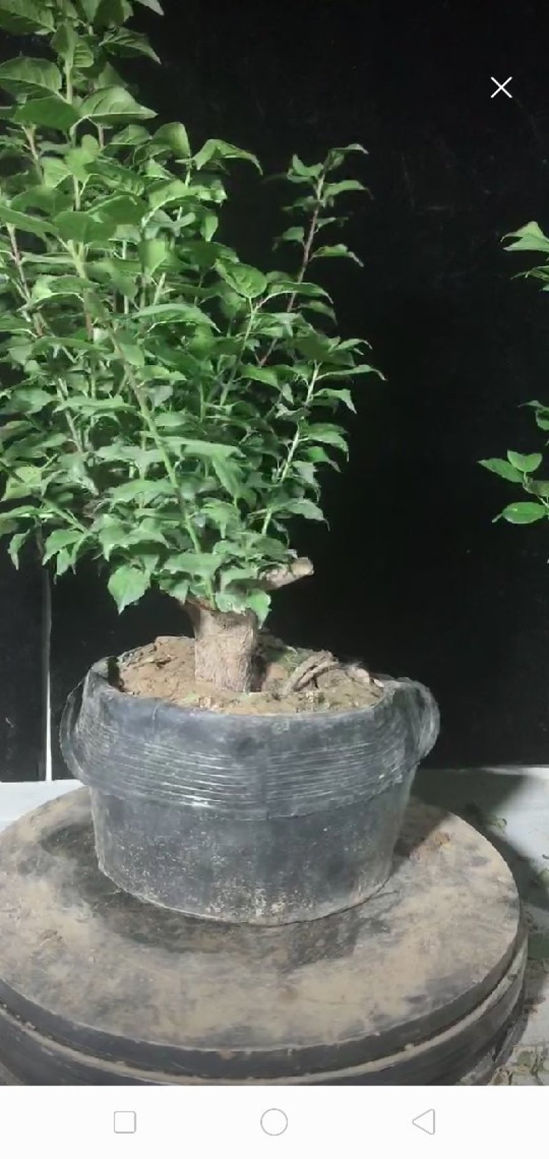 骨里红梅根茎4-5公分梅花