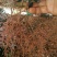红花继木红继木小苗