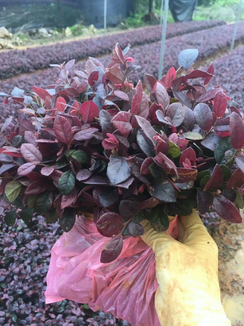 红花继木红继木小苗