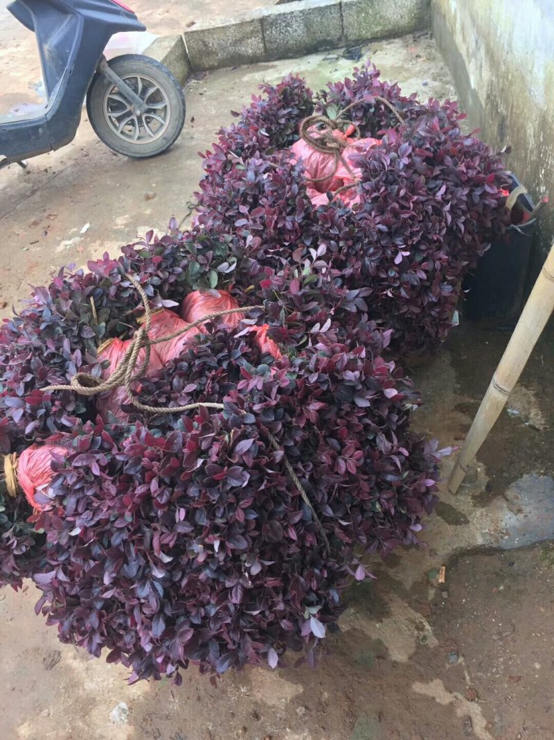 红花继木红继木小苗